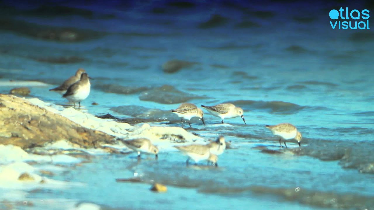 Gialova Lagoon Greece Peloponnese - AtlasVisual