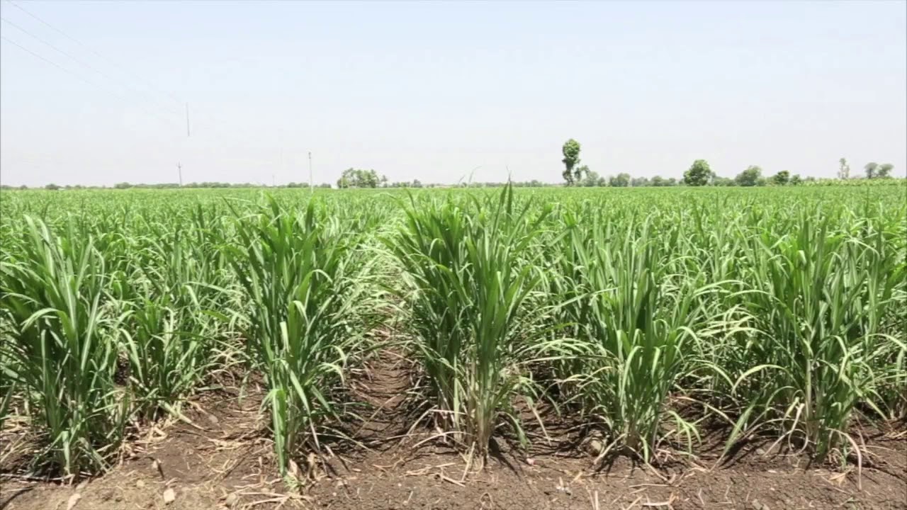 Importance of Ratooning in Sugarcane Farming