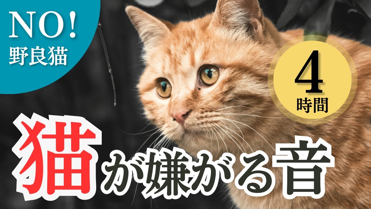 猫が嫌がる音(4時間)。高周波音で野良猫を撃退。鳴き声、糞対策に