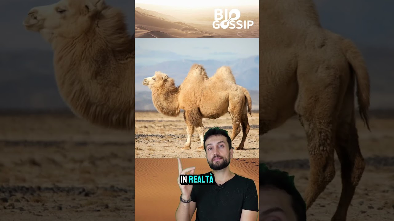 lo sapevi? 🐫🐫#cammello #animali #biologia#zoologia #divulgazionescientifica