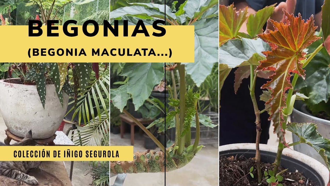 BEGONIA ¡Diferentes variedades y reproducción! 🌱 La colección de Iñigo Segurola: Begonia maculata...