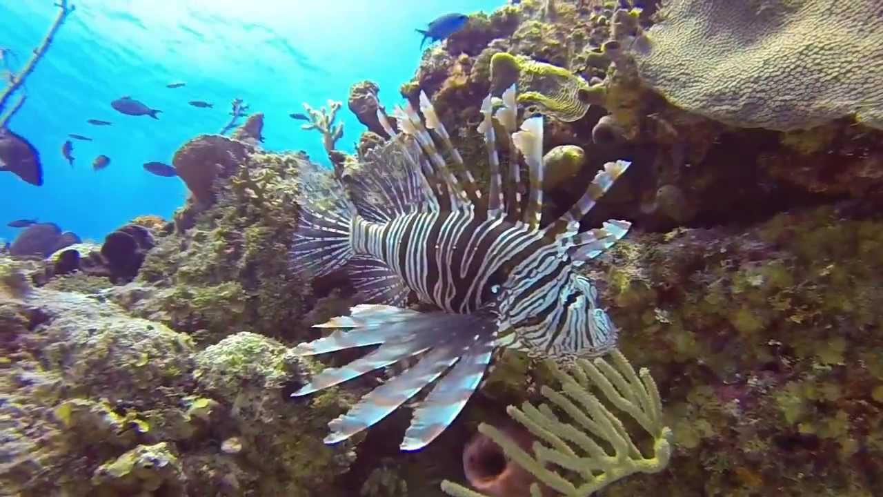 Reef and Wreck by Ken Riddick