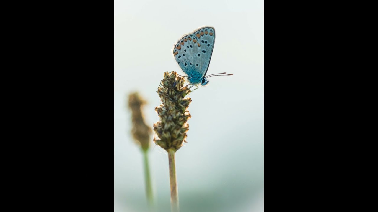 Blauer Schmetterling - Gedicht von Hermann Hesse - Musik von Schönherz & Fleer - Hesse Projekt