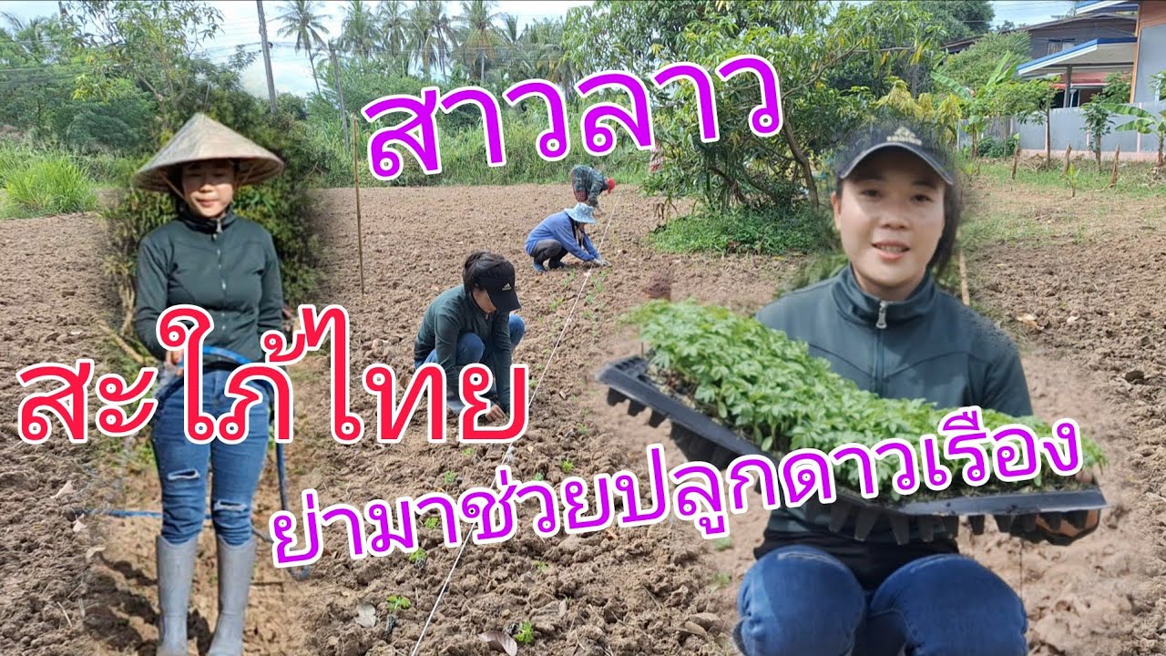 ปลูกดาวเรือง#สาวลาว#สะใภ้ไทย