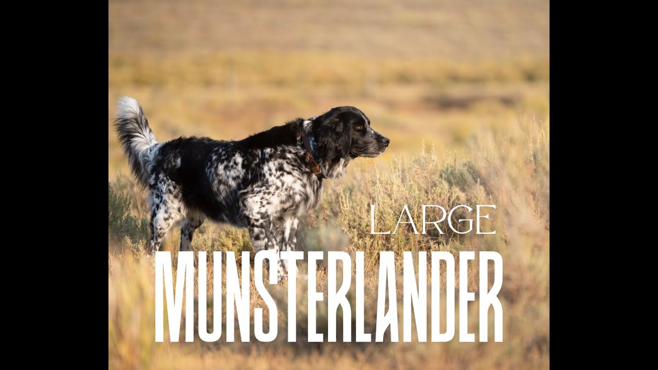 Exploring Pointing Dogs: The Larger Munsterlander
