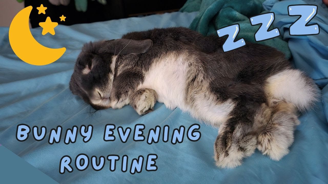 Bunny Bedtime Routine!