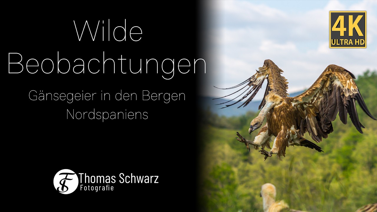 Wilde Beobachtungen - Gänsegeier in den Bergen Nordspaniens #4k #relaxandchill