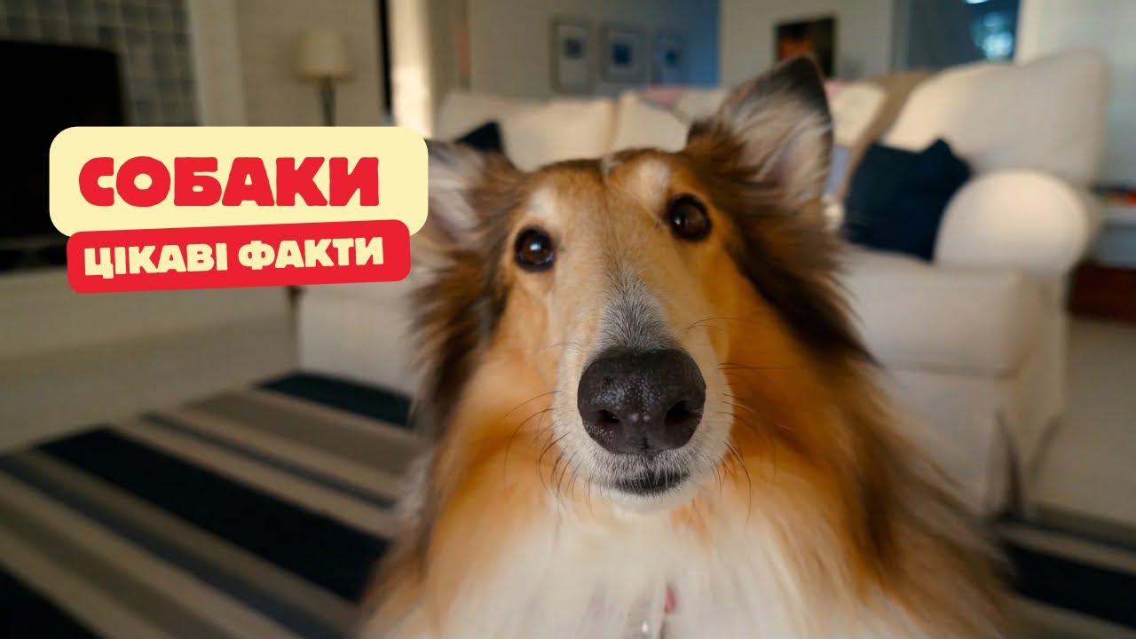 Цікаві факти про СОБАК | канал Мандруючи Світом