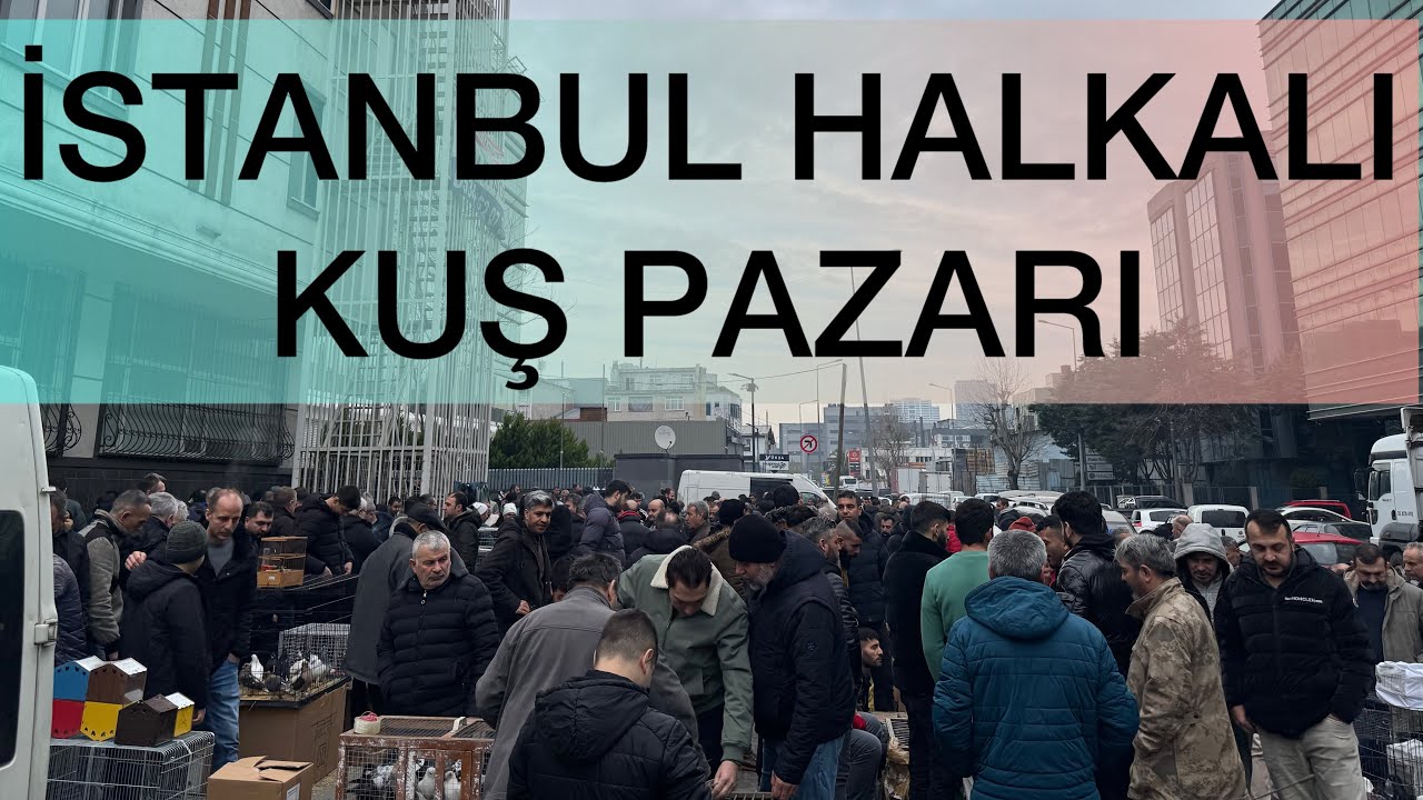 🕊️İSTANBUL 🐓HALKALI KUŞ PAZARI🦜