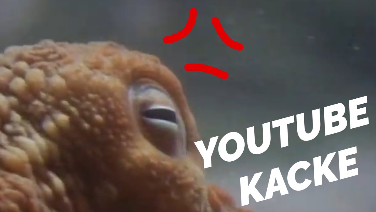 Tiere, die komplett gestört sind - YouTube Kacke