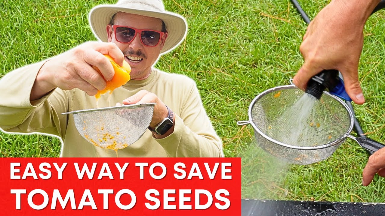 How to Save Tomato Seeds | SIMPLE & EASY!