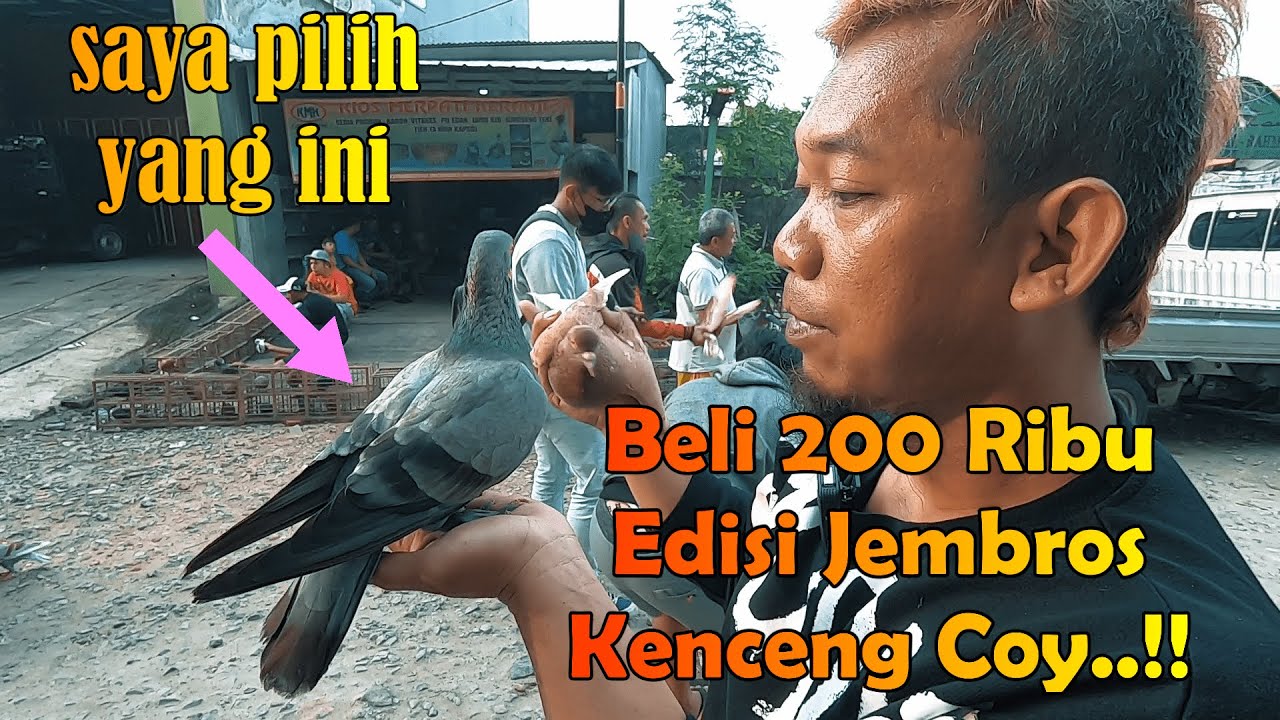 Gerebeg Dan Review Kios Merpati Keranji di Bekasi || Ada Giveaway 5 Pasang Merpatinya Bro..!!