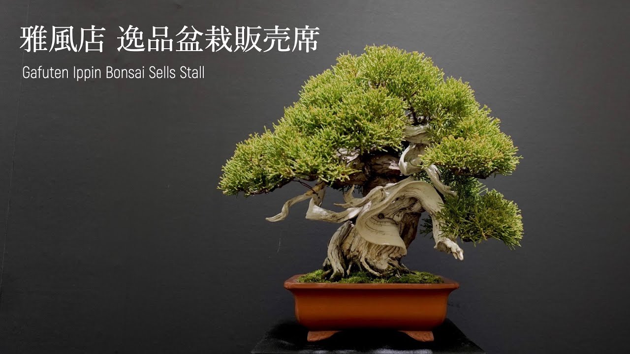 [4K[ 速報！雅風展 逸品小品盆栽販売席