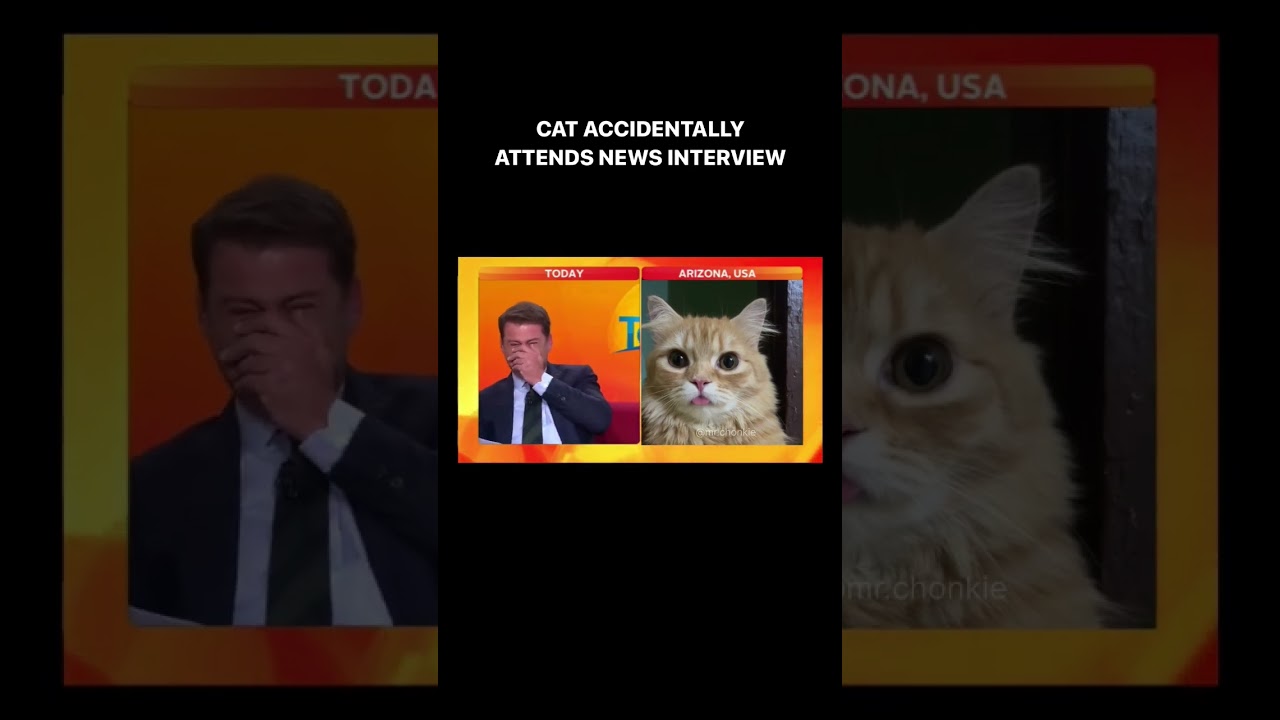 cat accidentally attends news interview
