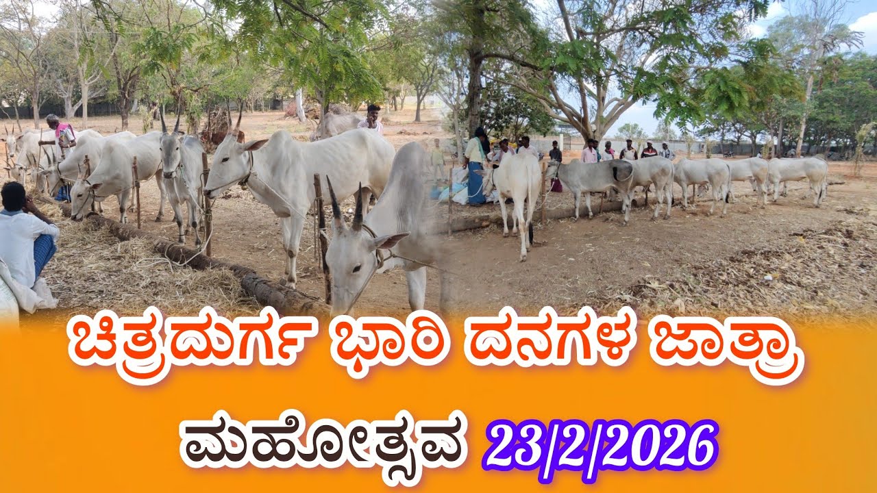 ಚಿತ್ರದುರ್ಗ ಭಾರಿ ದನಗಳ ಜಾತ್ರಾ ಮಹೋತ್ಸವ 23/2/2026 Chitradurga bhari danagala jatra mahotsava