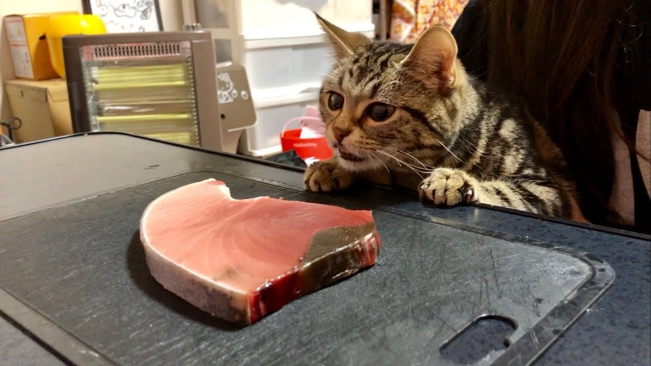 猫の目の前でまぐろを捌くとこうなりますｗ