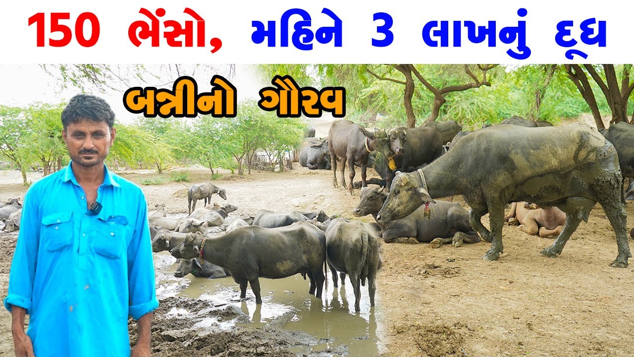 બન્નીનો ગૌરવ: 150 ભેંસો, મહિને 3 લાખનું દૂધ