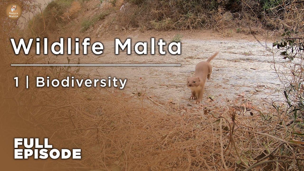 1 Full Episode | Biodiversity | Natura Maltija | Wildlife Malta (Season 2)