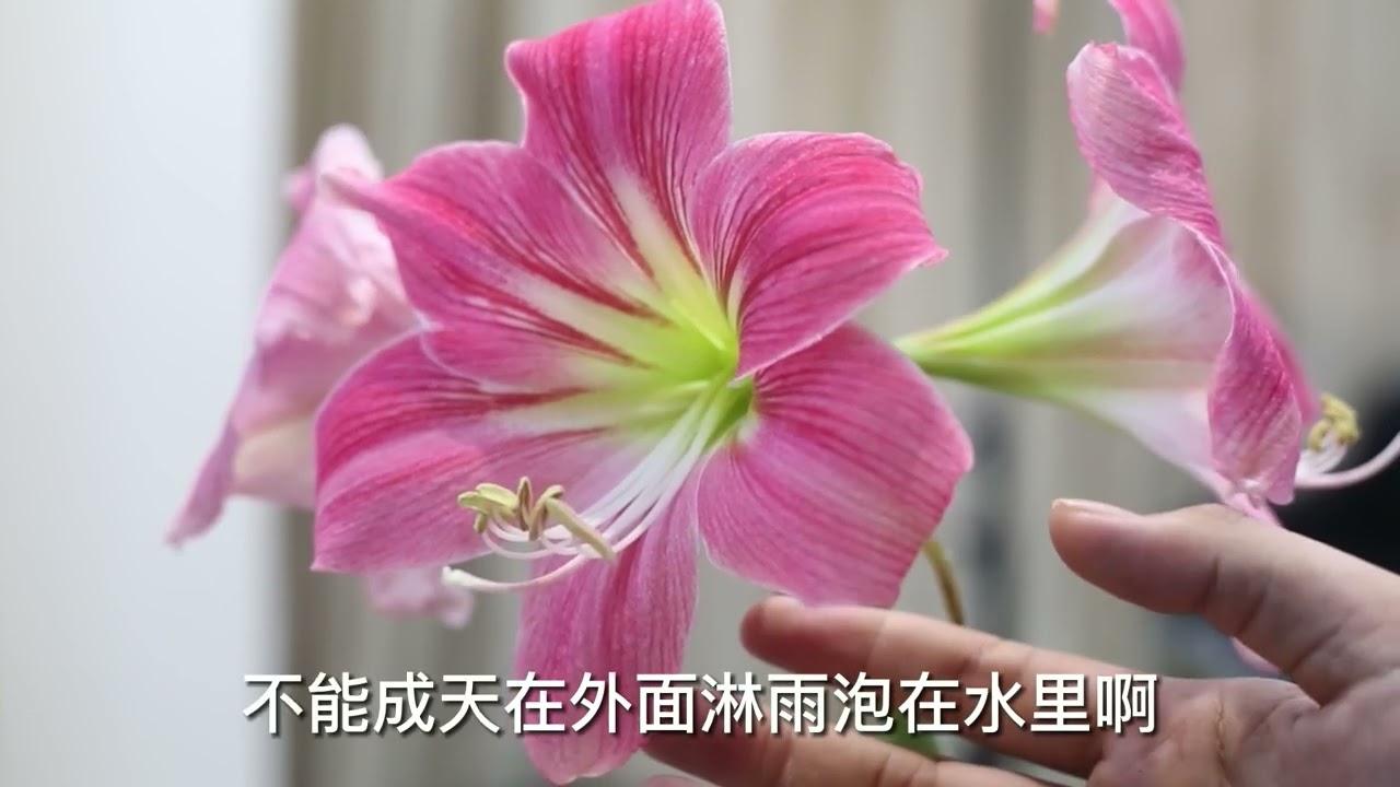 朱顶红怎么养｜园艺师教学｜教你朱顶红的详细养护技巧