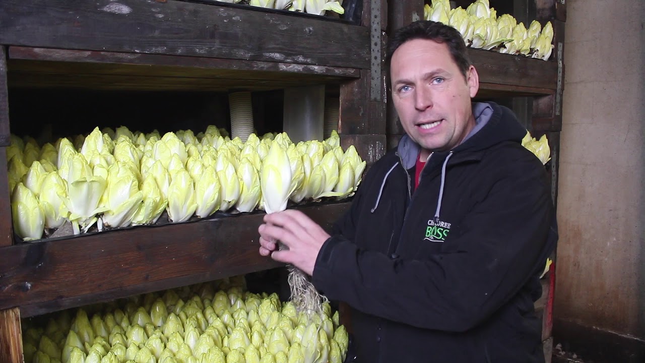 Chicoree-Produktion bei Chicoree Boss