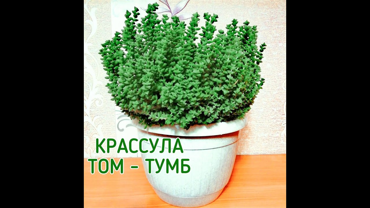 Крассула Том - Тумб.