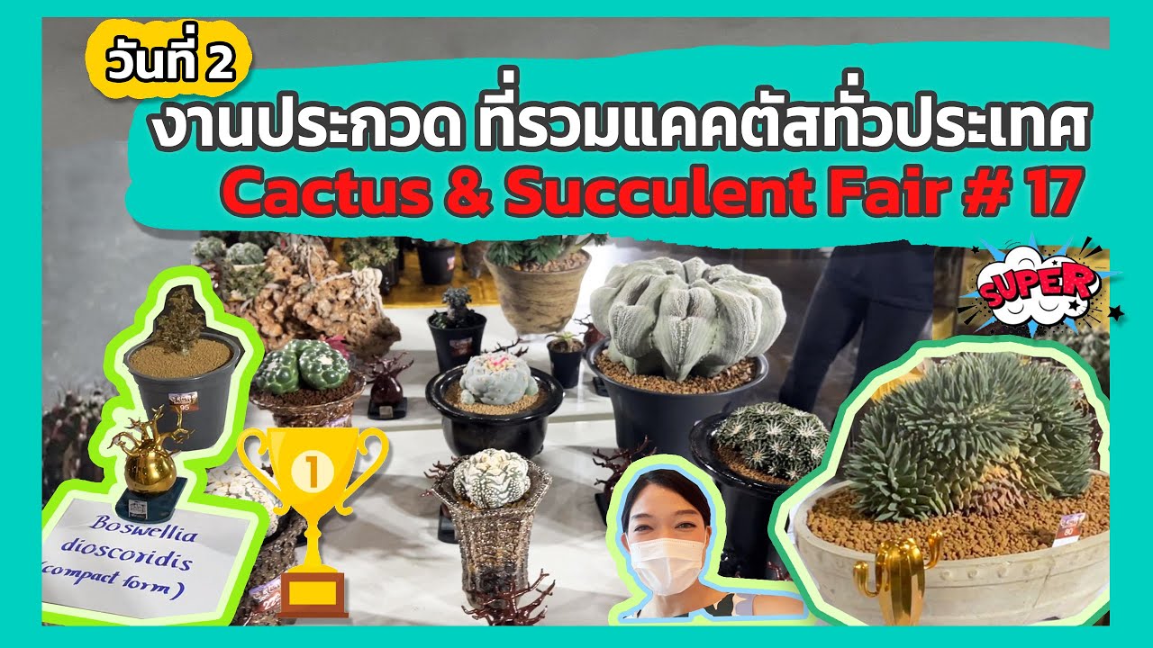 วันที่ 2🌵งานประกวดที่รวมแคคตัส กระบองเพชร ทั่วประเทศ Cactus and Succulent Fair  17 ไบเทคบางนา Bitec