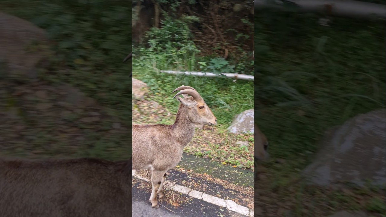 Deer 🦌  ഒരു മാനിനെ കണ്ടു 😍😊 #shorts  #trending #viralvideo