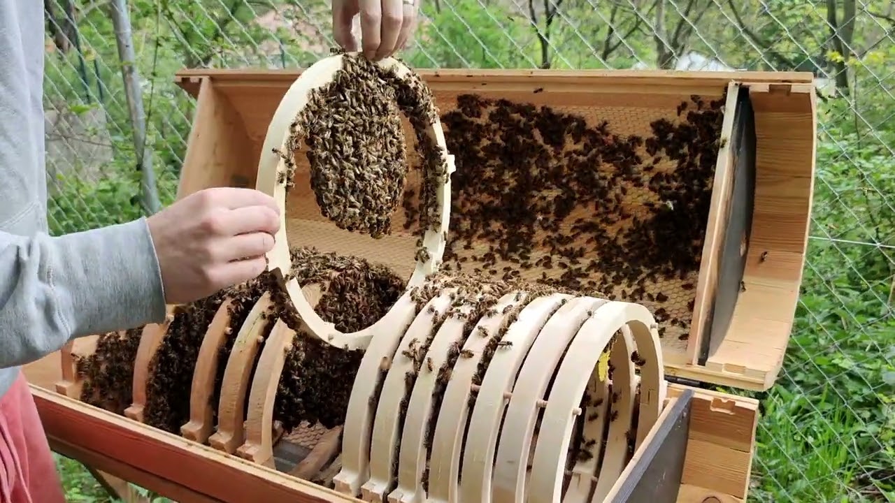 Rok včelára - kontrola roja [swarm inspection]