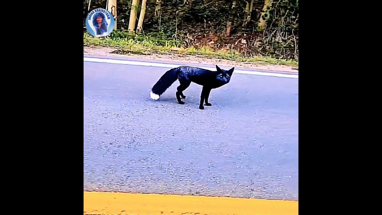 Silver fox is the rarest animal in world #blackfox