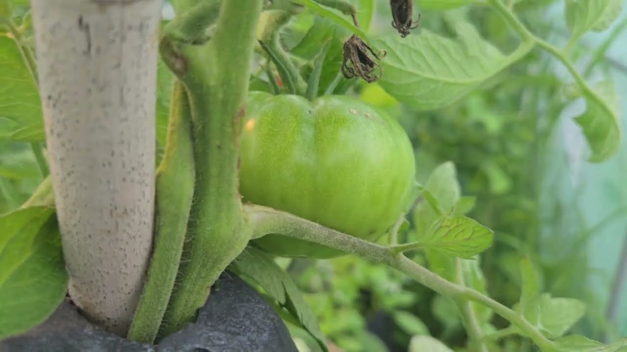 Kale going to seed? Tomatoes in January? #globalgardencommunity  #texas  #zone8b 