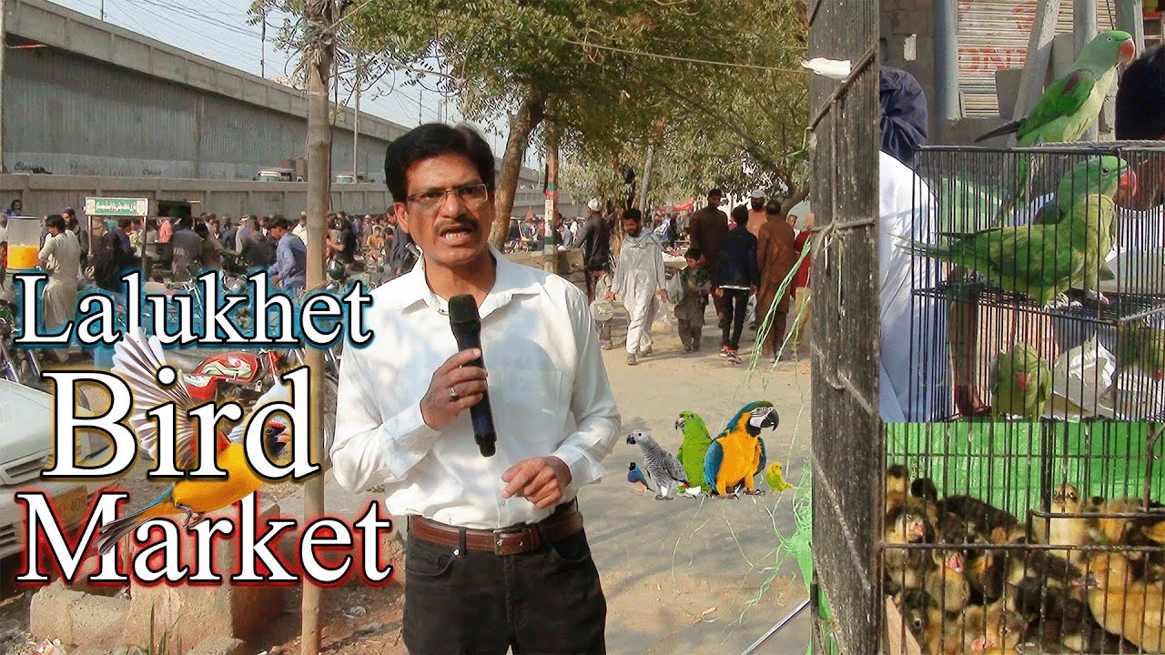 Lalukhet Exotic Parrots and Rare Birds Market Karachi 1-2-2026 Latest Update in Urdu | سوق الطيور