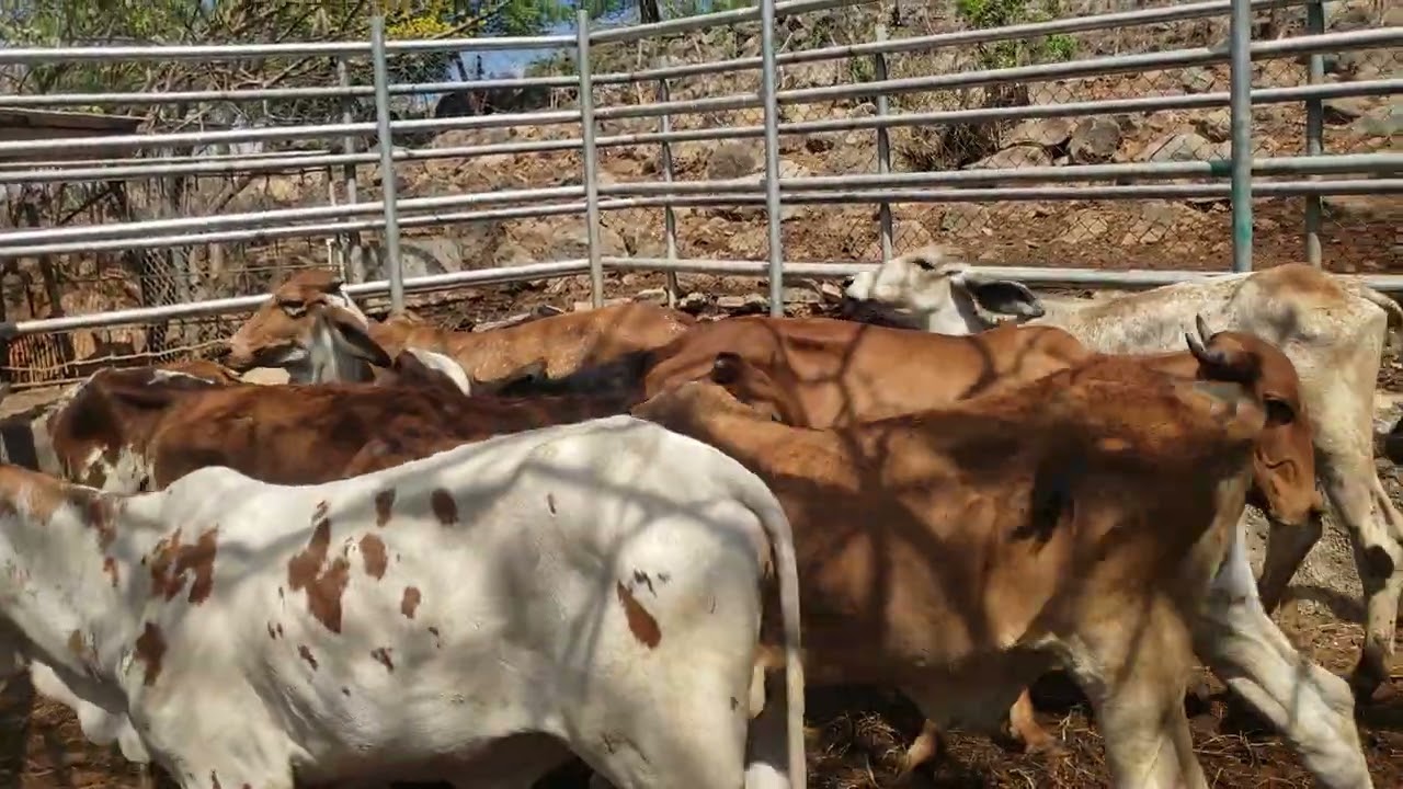 Terneras disponibles en corrales de don Victorino Meléndez 78521406 jueves 19 de febrero 2026
