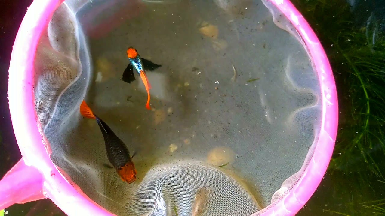 Dumbo Ear Koi Guppy?