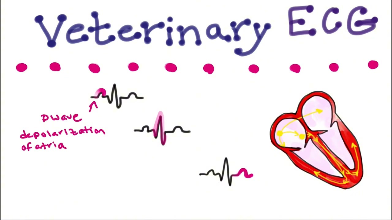 Veterinary ECG Basics
