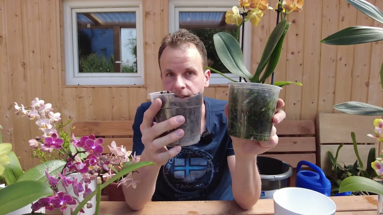 Evita questi errori con i bastoncini di fertilizzante per orchidee!