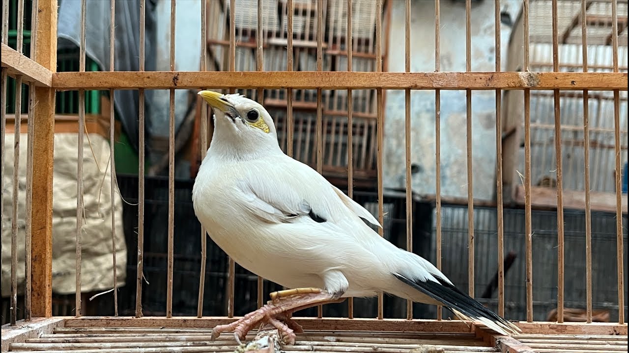 UPDATE STOK KIOS ABADI BIRD PALMERAH TERBARU !!!! 21 JANUARI 2026