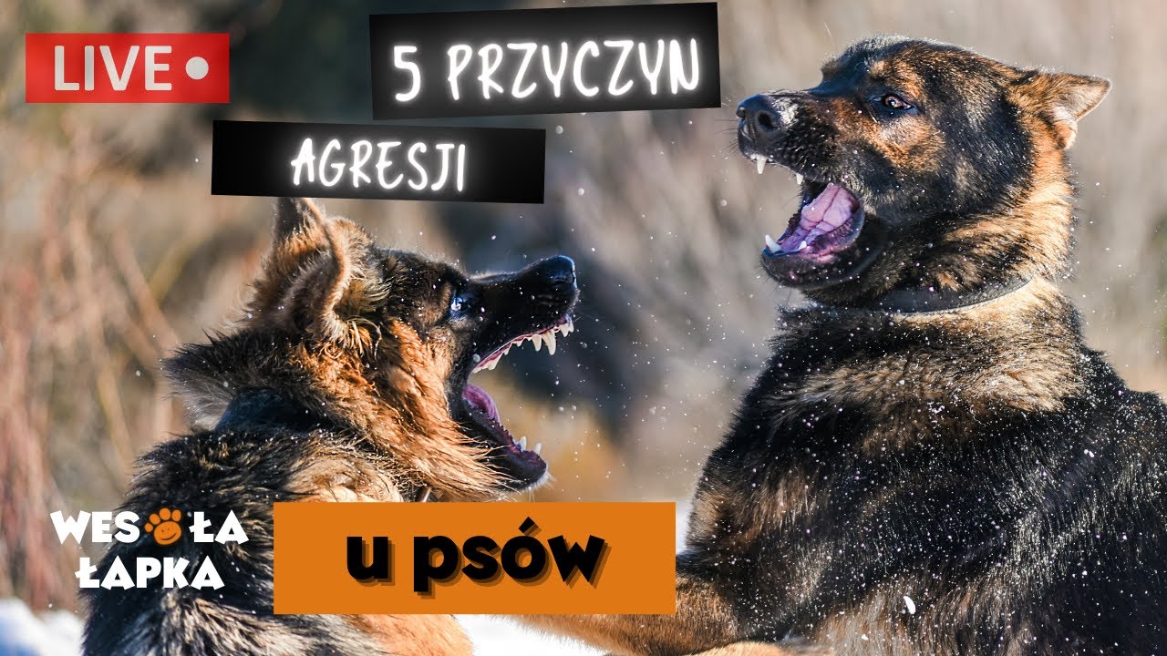 Pięć gł&oacute;wnych przyczyn agresji u ps&oacute;w