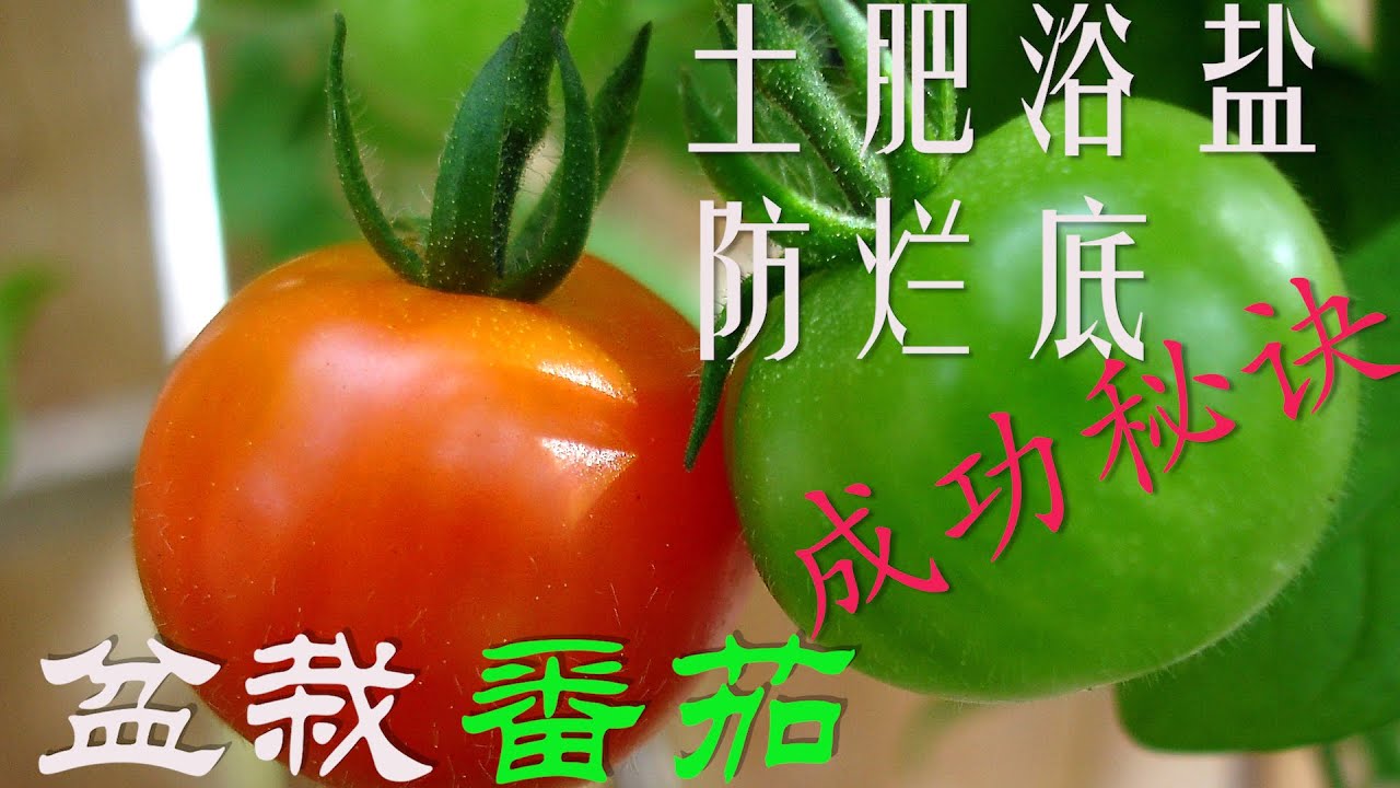 【渔耕笔记】种番茄 盆栽西红柿种植 大桶 阳台 菜园种番茄