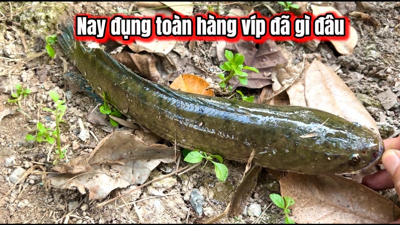 Câu Cá Rô Đồng Hôm Nay Đụng Toàn Hàng VÍP / lãng tử miền tây T 106