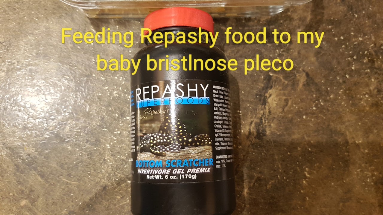 Feeding Repashy food to my bristlenose pleco