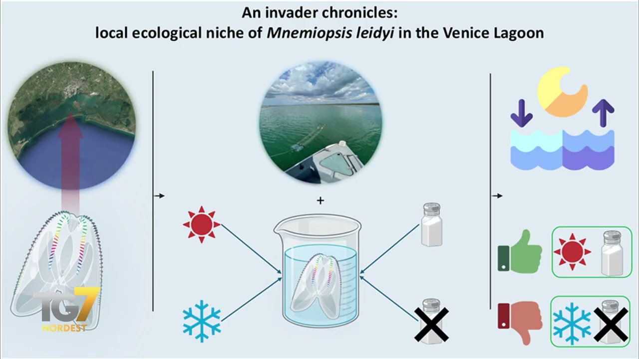 L'invasione della Noce di Mare