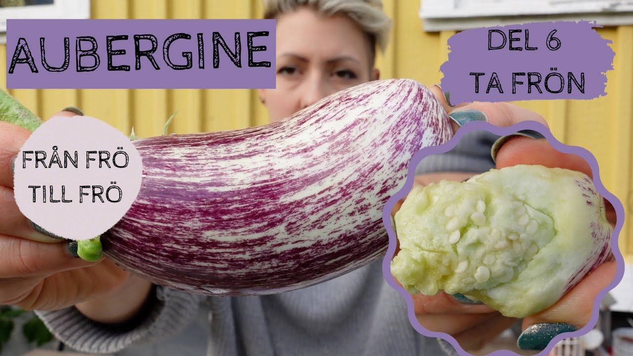 AUBERGINE - Fr&aring;n fr&ouml; till fr&ouml; - Del 6: Ta fr&ouml;n
