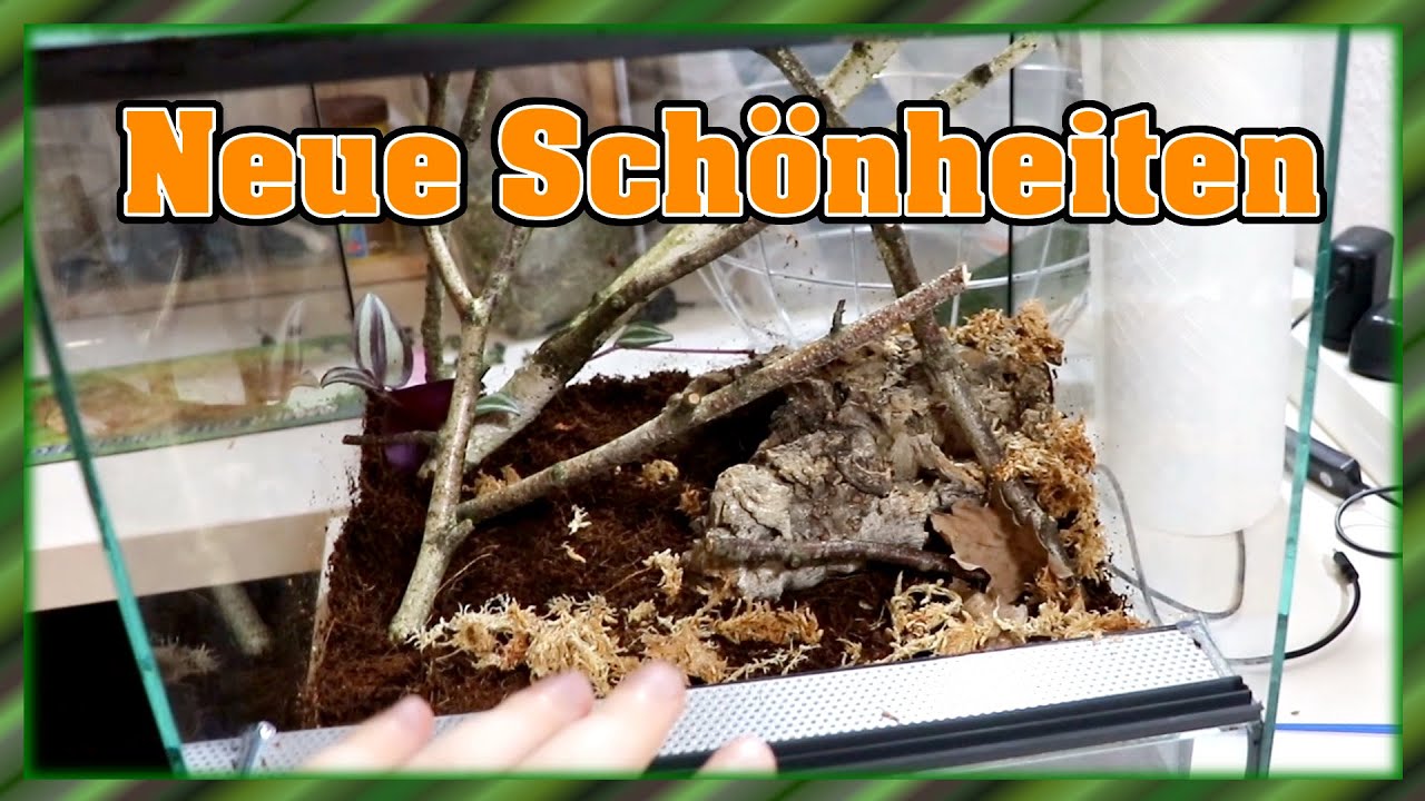 Ich war wieder bei Steven im Arachnida-Shop! Was für wunderschöne Tiere!