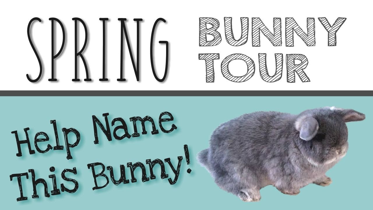 SPRING BUNNY TOUR + Help Name my Bunny!