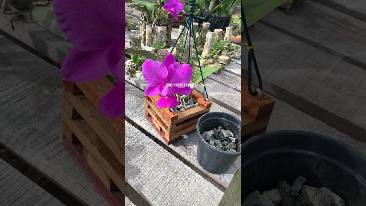 Cultivo de orqu&iacute;dea em cachep&ocirc; com pedra brita
