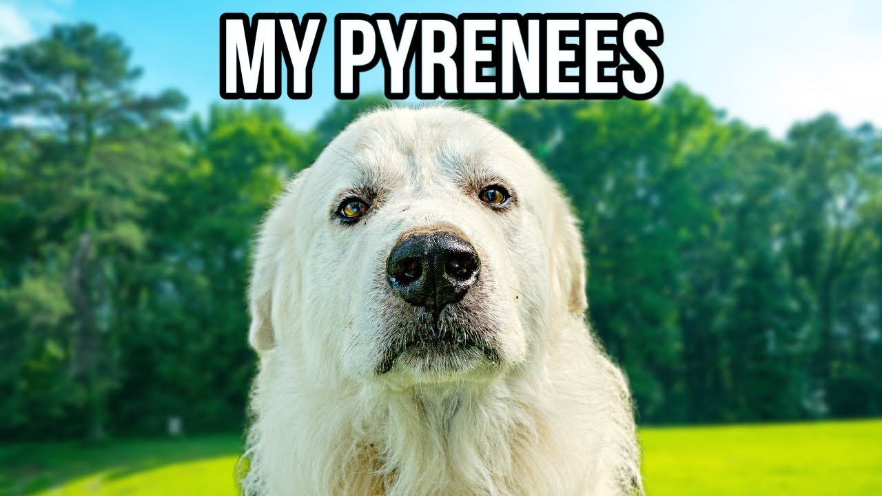 What It's Like Living With a Great Pyrenees