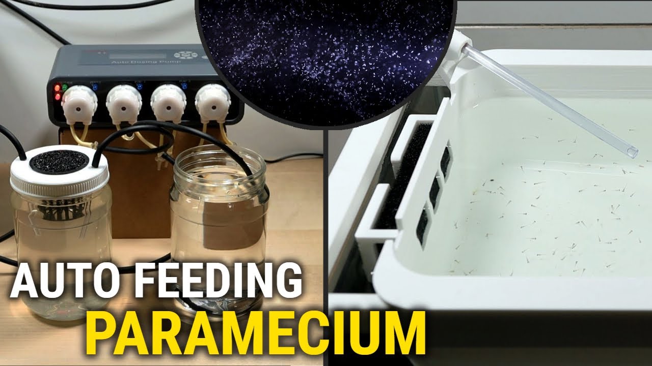 Taking My Life Back with a Paramecium Auto Feeder