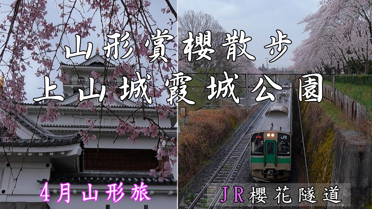 【山形賞櫻2025】上山城鄉土資料館 ，霞城公園滿開！最震撼的護城河櫻花隧道。日本東北追櫻記(十二)。