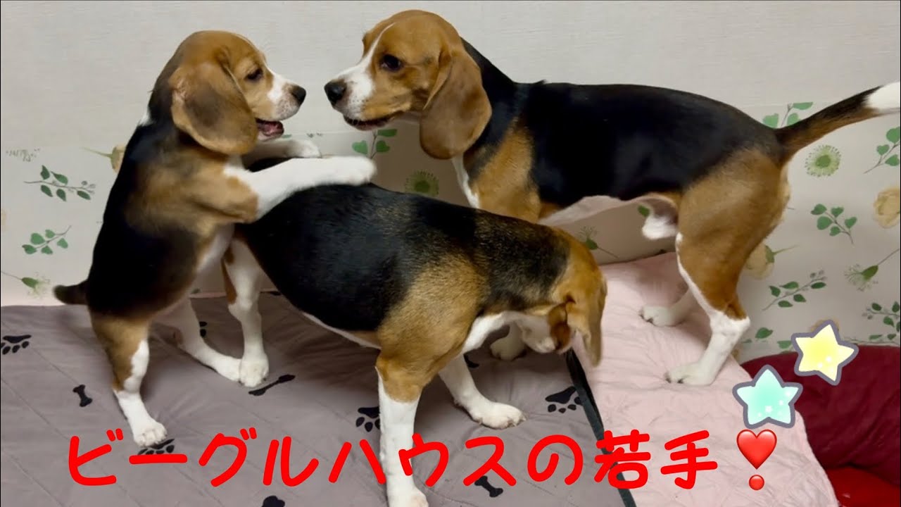 [ビーグル]ビーグルハウス、世代交代となります‼︎