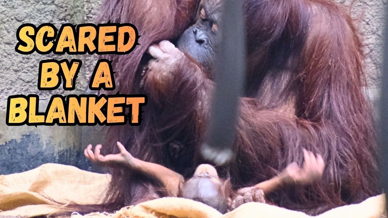 Mom Orangutan Throws a Blanket and Scares Daughter